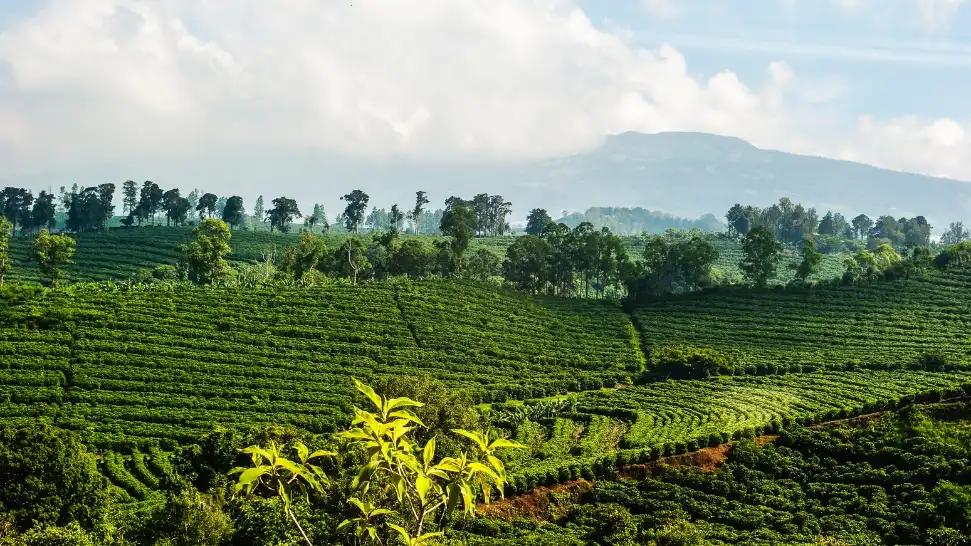 Coffee Plantation Tour- best place to visit in Coorg