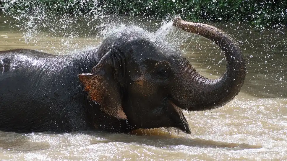 Dubare Elephant Camp- things to do in Coorg