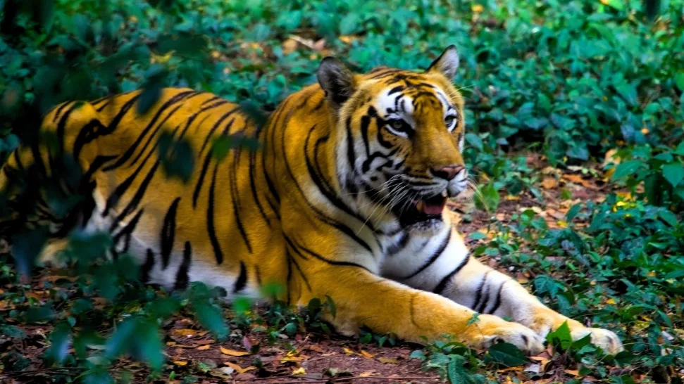 Bengal Natural History Museum is one of the best things to Do in Darjeeling