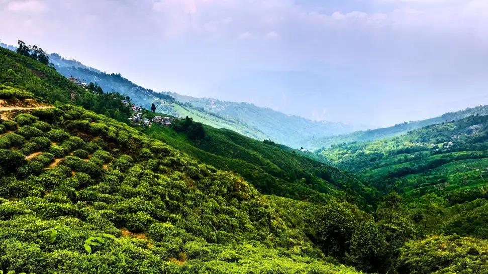 Take a Walk at Happy Valley Tea Estate is one of the best things to Do in Darjeeling