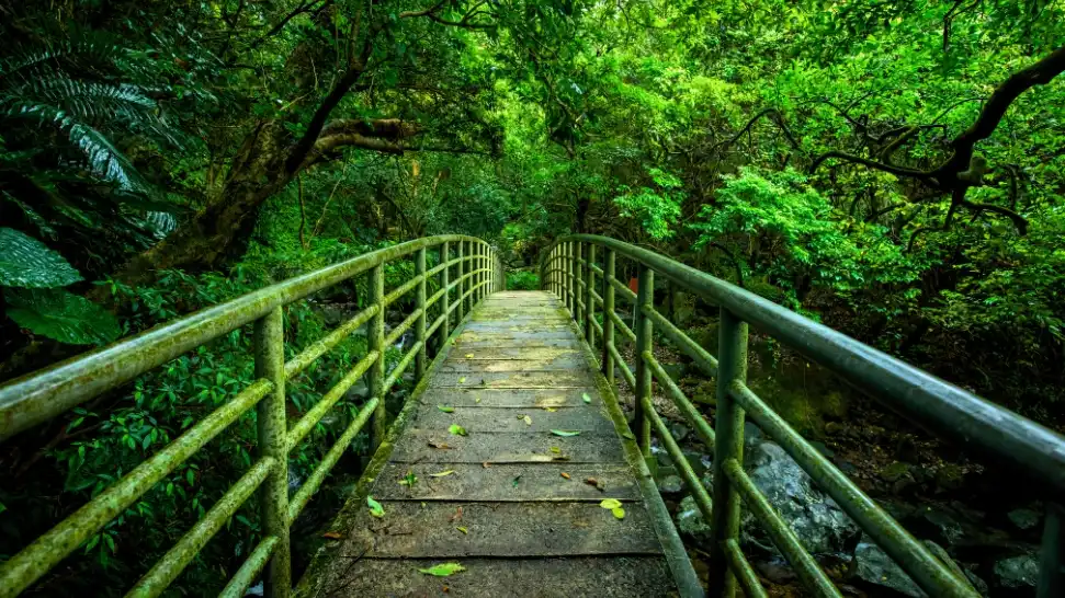Trekking in the Verdant Woods and Valleys is one of the best things to Do in Darjeeling