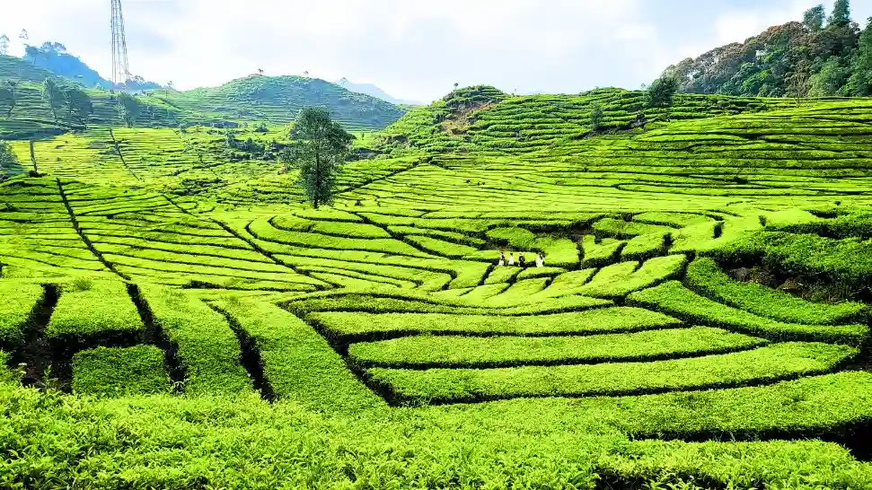 Tea Gardens is One of The Best Things to Do in Dharamshala