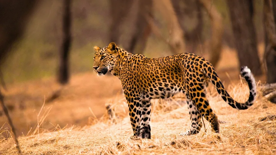 Jhalana Leopard Safari Park is One of The Best Things to Do in Jaipur