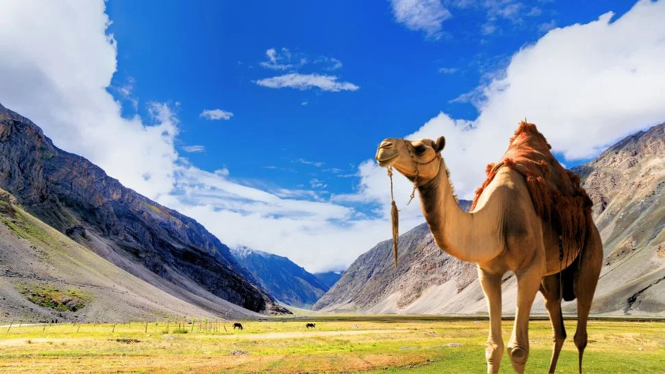 Camel Safari is One of The Best Things to do in Kashmir