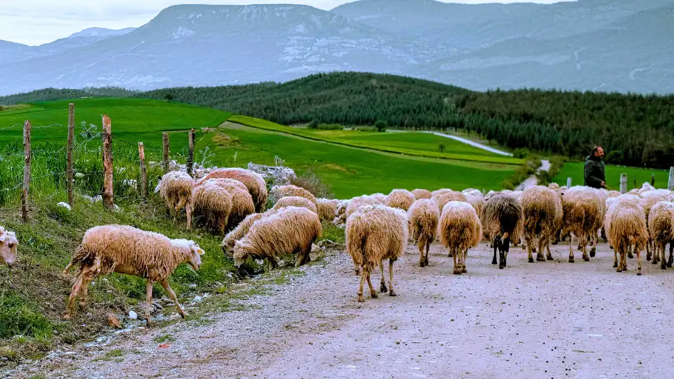 Valley of Shepherds is One of The Best Things to Do in Kahmir in July