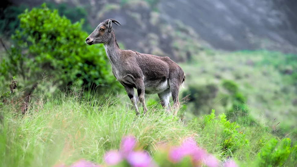 Take A Safari Tour At Eravikulam National Park is One of The Best Things to Do in Munnar