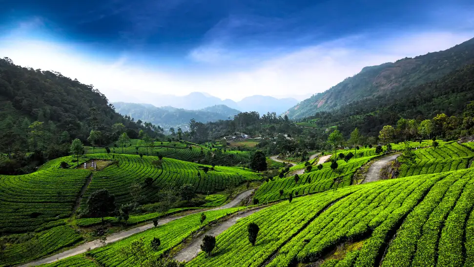 One of The Best Things to Do in Munnar