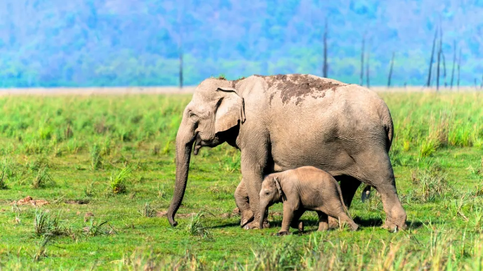 Enjoy a Wildlife Safari at Jim Corbett National Park is one of the best Things to Do in Nainital 