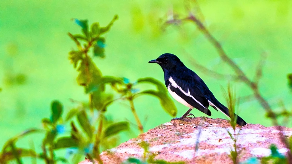 Pangot and Kilbury Bird Sanctuary is one of the best Things to Do in Nainital 
