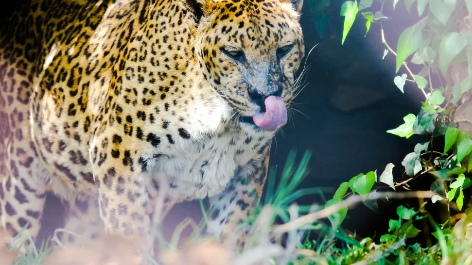 Visit the Nainital Zoo is one of the best Things to Do in Nainital 