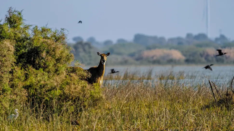 Safari At Sajjangarh Wildlife Sanctuary is one of the best best Things To Do in Udaipur