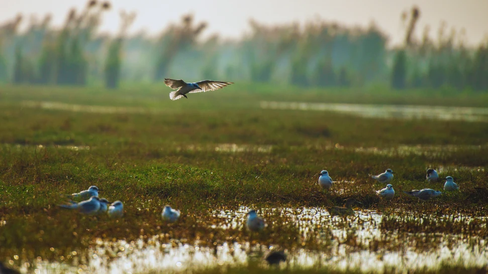Pakshipathalam Bird Sanctuary is One of The Best Things to Do Wayanad