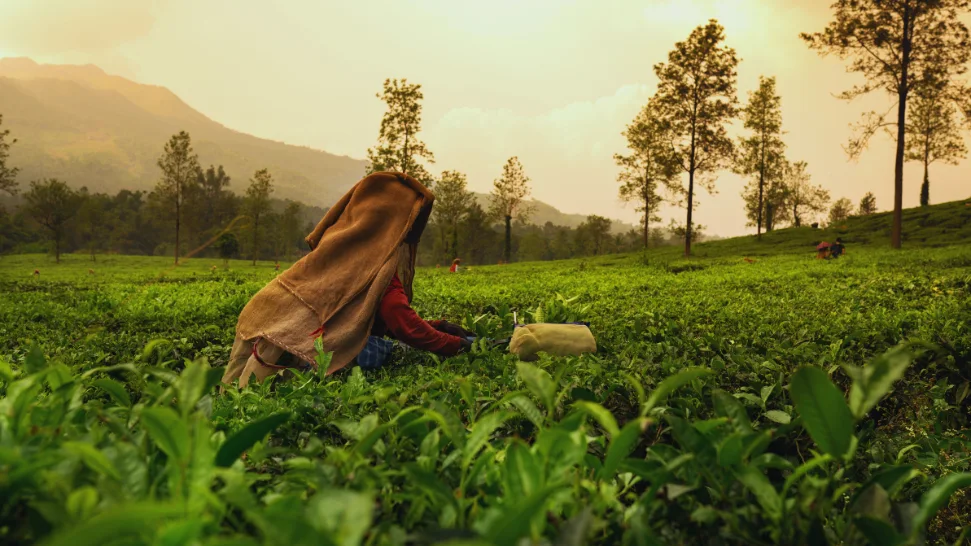 Tea Estate Tour is One of The Best Things to Do Wayanad