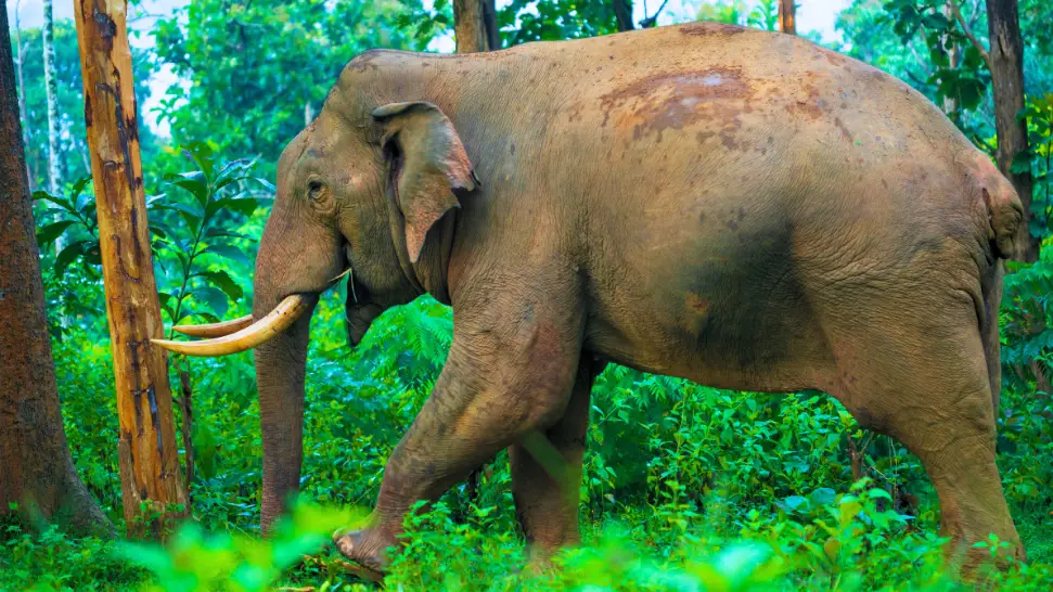 Wayanad Wildlife Sanctuary is One of The Best Things to Do Wayanad