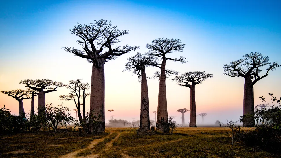 Madagascar is One of The Best Visa on Arrival Countries for Indian Passport Holders