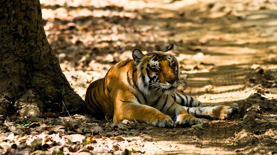 Jim Corbett